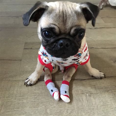 Pug Wears Pajamas And Socks So Hell Always Feel Safe When He ‘walks