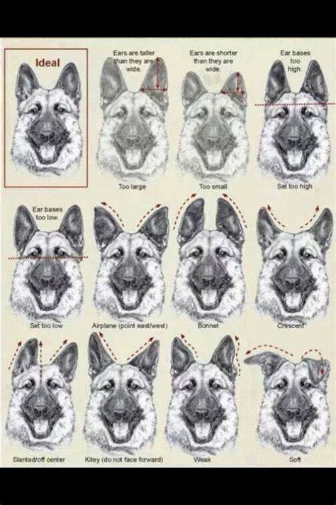 Gsd Ear Chart Neat German Shepherd Training German Shepherd Art