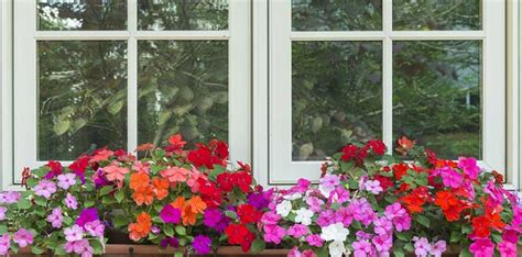 Check spelling or type a new query. Top 10 Flowers for Window Boxes in Shade ...