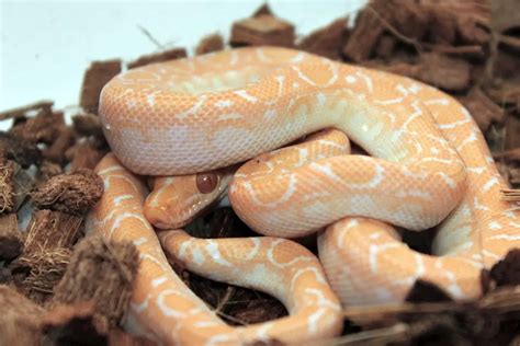 20 Brazilian Rainbow Boa Color Morphs With Pictures