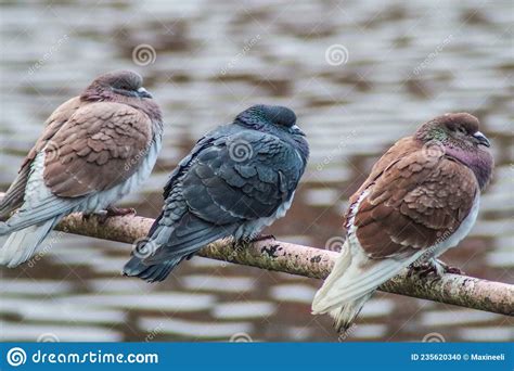 Three Cold Pigeons On A Fence Stock Photo Image Of Three River