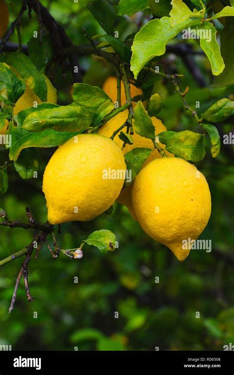 Lemon Tree High Resolution Stock Photography And Images Alamy