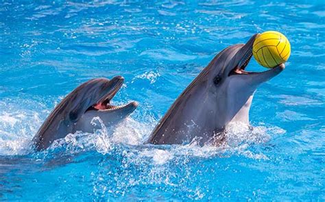 Dubai Dolphinarium Dolphin And Seal Show