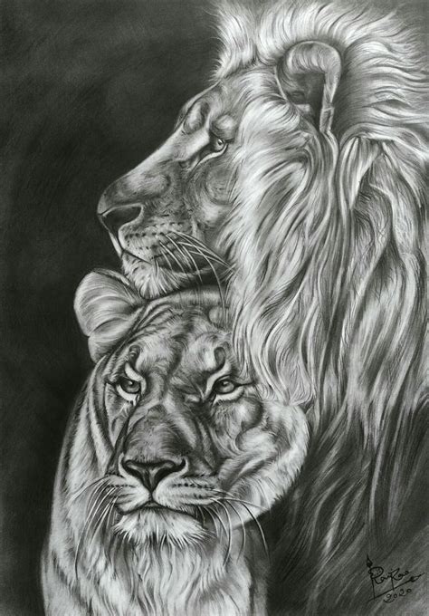 Charcoal Drawing Of Lion Couple By Artist Ravi Rao Lion Art Tattoo