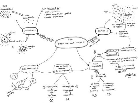 Osmosis Mind Map