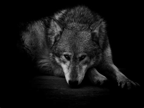 Lone Black Wolf Wallpapers Top Free Lone Black Wolf Backgrounds