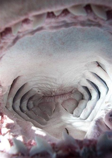 Inside The Mouth Of A Shark Barnorama