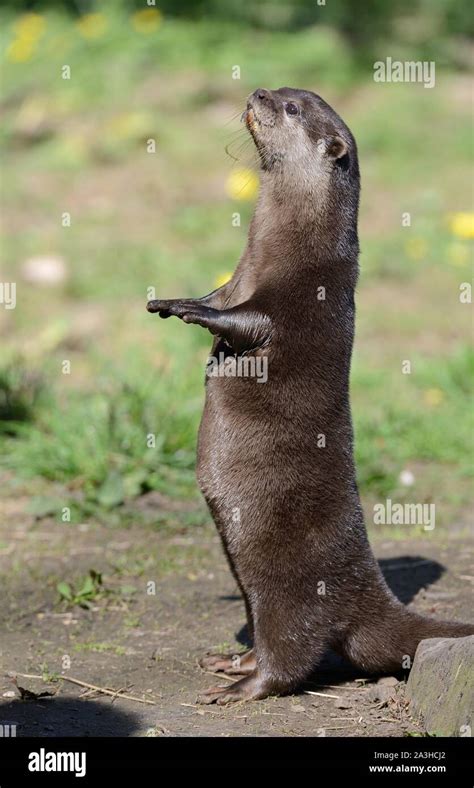 Asian Otters Hi Res Stock Photography And Images Alamy