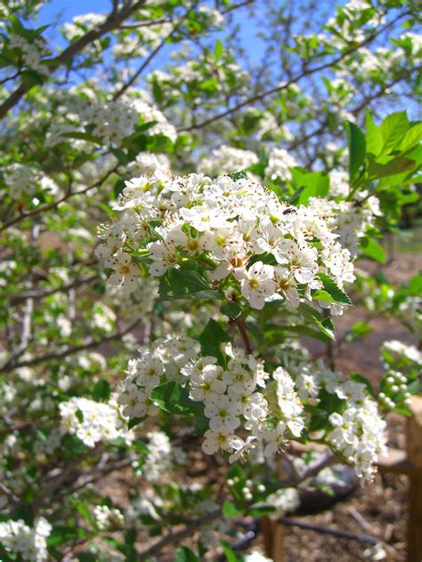 A type of small tree with thorns (= sharp points), white or pink flowers in spring, and small…. HAWTHORN THORNLESS COCKSPUR For Sale in Boulder Colorado