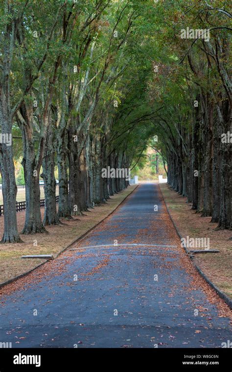 Tree Canopy Road Hi Res Stock Photography And Images Alamy