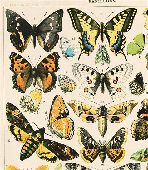 Vintage French Butterfly Print 2 Variety Of Papillons And Moths By