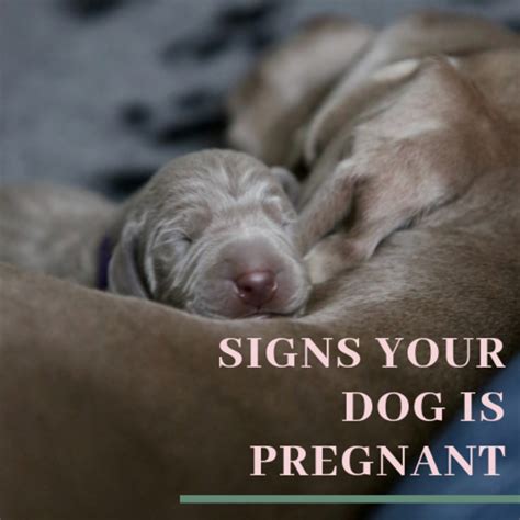 What Are The Signs Your Dog Is Pregnant