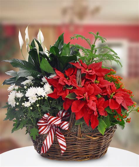 The Festive Tradition Of The Poinsettia