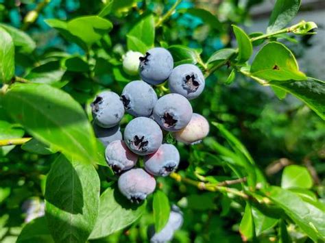 The Tifblue Blueberry Minneopa Orchards