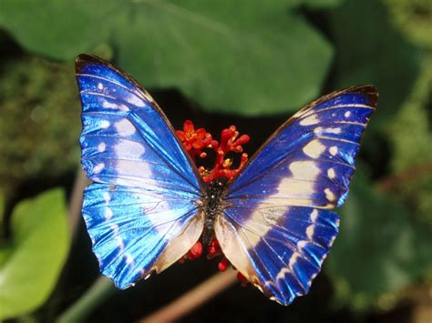 Beautiful Blue Butterflies Butterflies Wallpaper 32651786 Fanpop