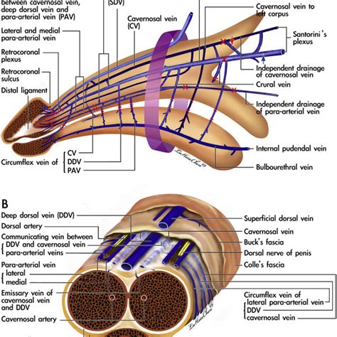 Schematic Illustrations Of The Revolutionary Penile Venous Anatomy In