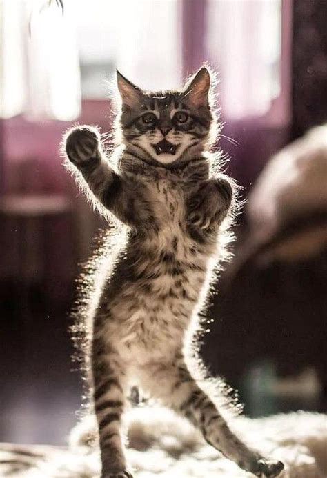 Do You Know Cute Cat Turned Out To Be A Master Of Dancing Cat，house