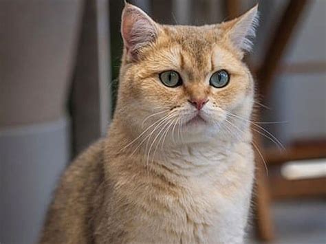 Siamese British Shorthair Mix Complete Guide Vocal Cats