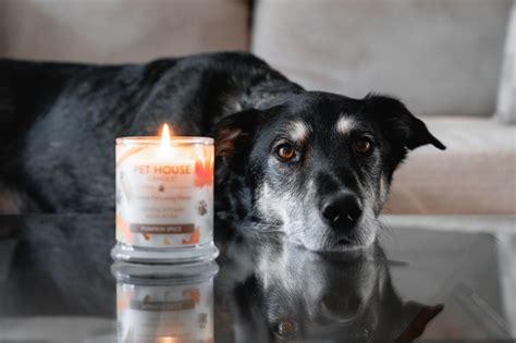 A Blog Just About Dogs Fall Candle Scents Odor Eliminating Candles