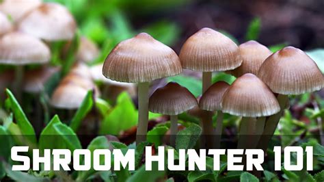 Shroomhunter 101 Identify Wild Magic Mushrooms Psilocybin Youtube