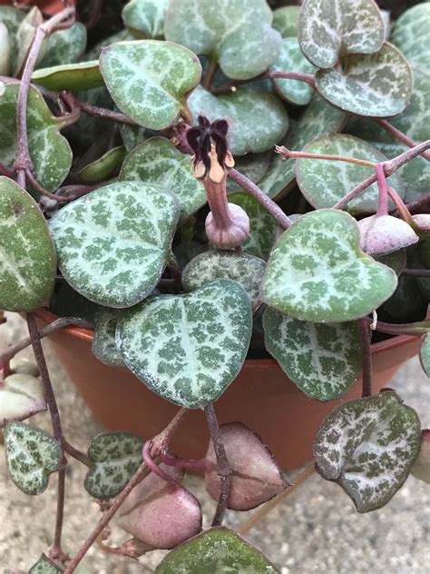Ceropegia Woodii String Of Hearts Trailing