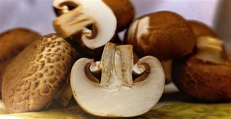 Types Of Edible Mushrooms Including Wild Edible Mushrooms