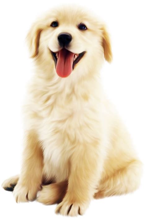 [7+] Golden Retrievers Dog Puppies For Sale Or Adoption At Stevens Point | [+] CUTE PUPPIES