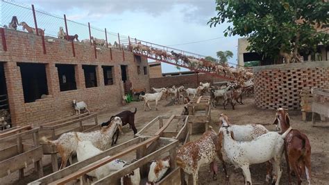 Modern Goat Farming In Hasil Pur Goat Farming In Pakistan Punjab Youtube