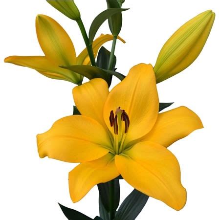 Lily LA Kingsville Cm Wholesale Dutch Flowers Florist Supplies UK