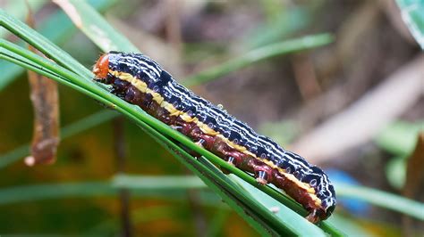Four Shot Stack Of A Good Looking And Colorful Caterpillar