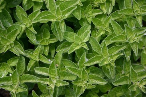 Tips For Growing Marjoram In Your Herb Garden