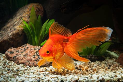 100 Goldfish Names Ideas For Friendly And Classic Fish Pet Keen