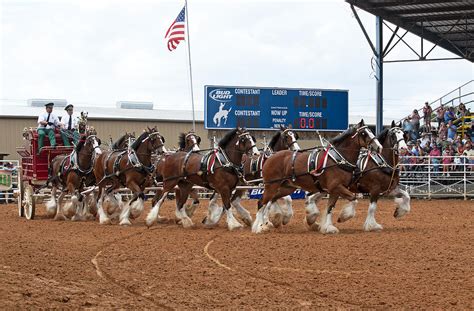 Anheuser Busch Clydesdales Pulling A Beer Wagon Usa Rodeo Photograph By
