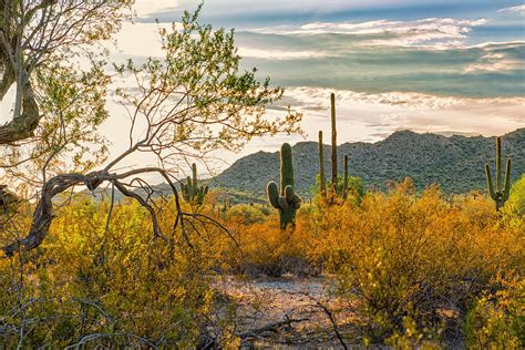 Arizona Sonoran Desert Photograph By Jon Berghoff Pixels
