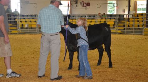 carolina farm credit livestock show series comes to guilford county morning ag clips