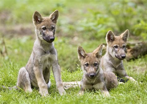 California Gray Wolf Puppies World Animal News