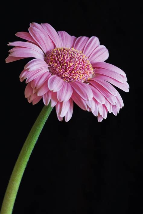 Best Lens Flower Photography