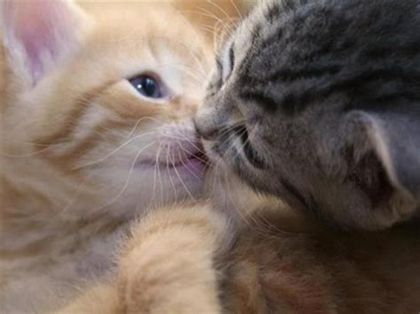 19 Kisses Captured At The Perfect Moment Cute Cats Cute Cats And
