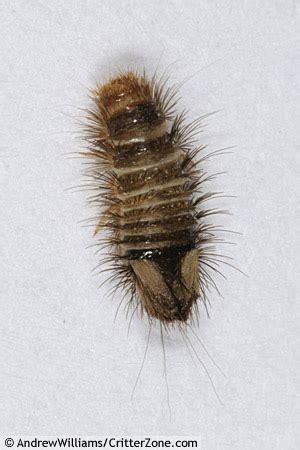 Find out what carpet beetles look like and how to identify them so you can begin treatment. Varied Carpet Beetle Larva, Immature - Anthrenus verbasci ...