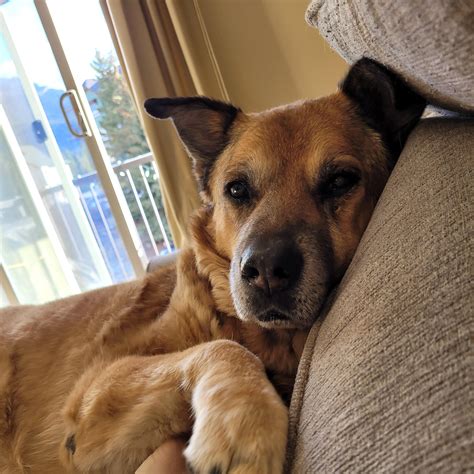 Pet Sitting jobs: Find Cat & Dog Sitter Jobs Near Me | PetSitter.com