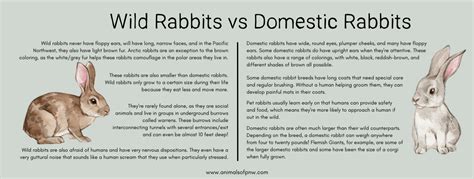 What Happens To Domestic Rabbits That Are Released Into The Wild