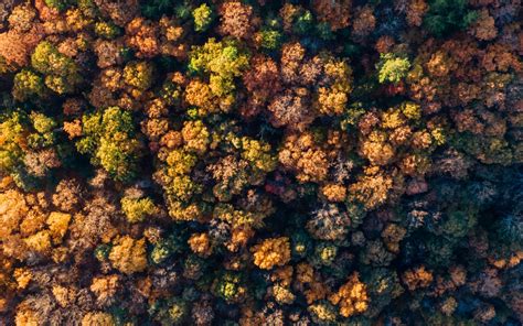 Forest 4k Wallpaper Autumn Trees Aerial View Top View