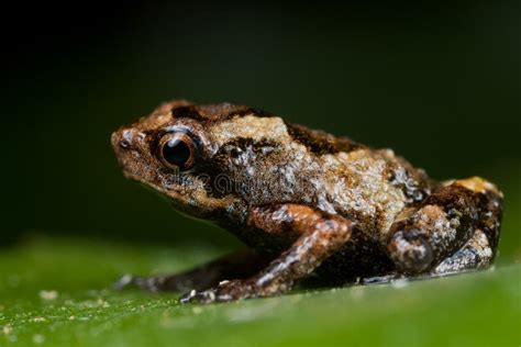 A Tiny Brown Frog Stock Photo Image Of Brown Macro 13112040