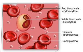 Blood vessels (types, structure and function): # 74 Blood cells - structure and functions | Biology Notes for IGCSE 2014