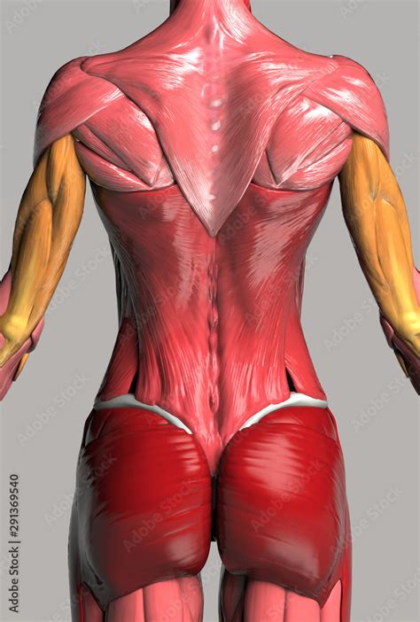 Upper Body Back Muscles Of Female Body D Render Stock Illustration