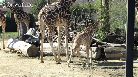 Fort Worth Zoo Welcomes Baby Giraffe Youtube