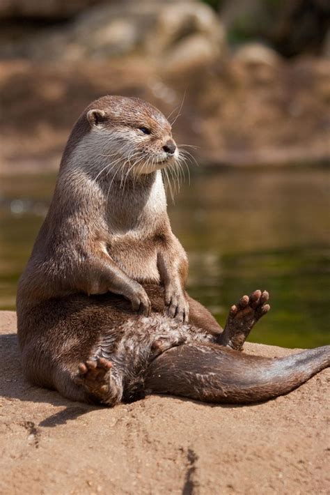 Pin By Ann Seiser On I Like Cute Animals And I Am Not Ashamed Otters