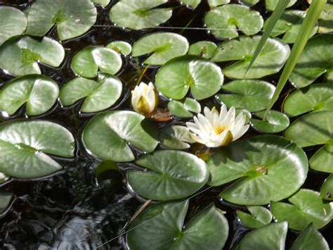 Flowering Lily Pads Plant Leaves Lily Pads Plants