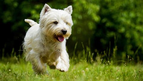 West Highland White Terrier All About Dogs