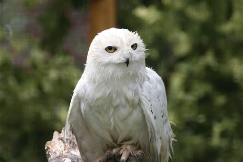 Species Spotlight Snowy Owls Birdland Park And Gardens